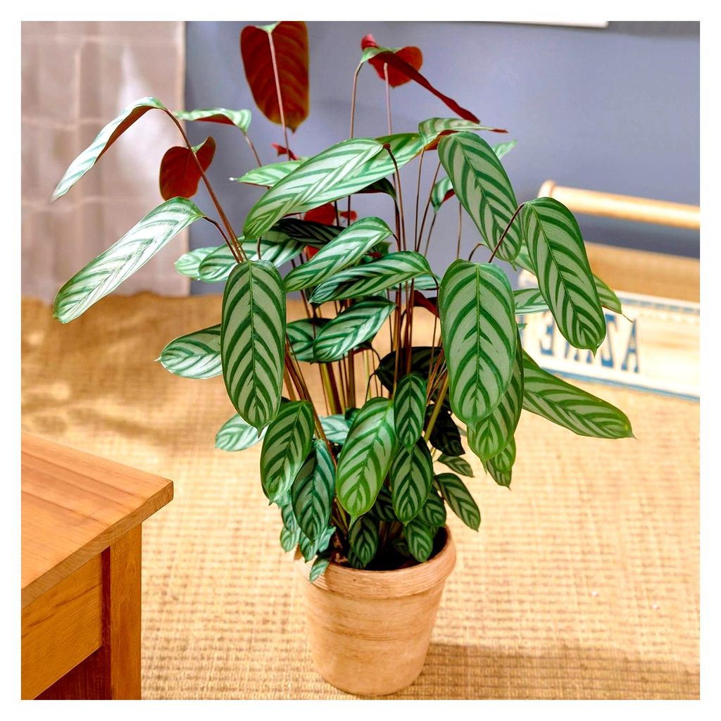 Immergrüne Calathea Compact Star Zimmerpflanze (30-40 cm inkl. Topf)