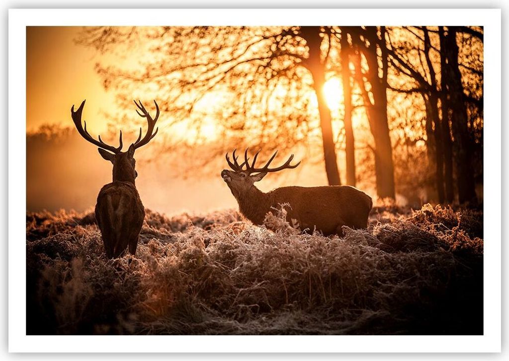 Poster - Poster ohne Rahmen - Deer Heidekraut Tier - 100x70 cm - Wand Bild - Wanddeko - Wandbilder - Kunstposter - Wandposter - Bilder - Kunstdruck...