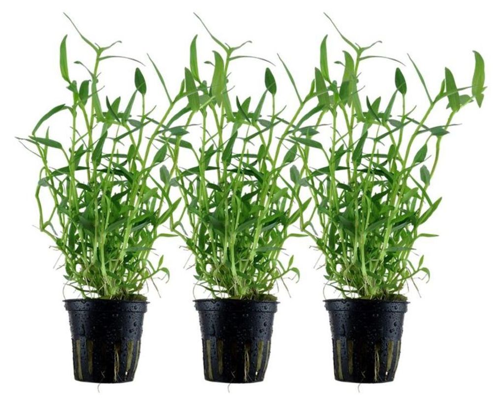Aquarium Pflanze 3 Stück Murdannia keisak Bambus Produktbild 