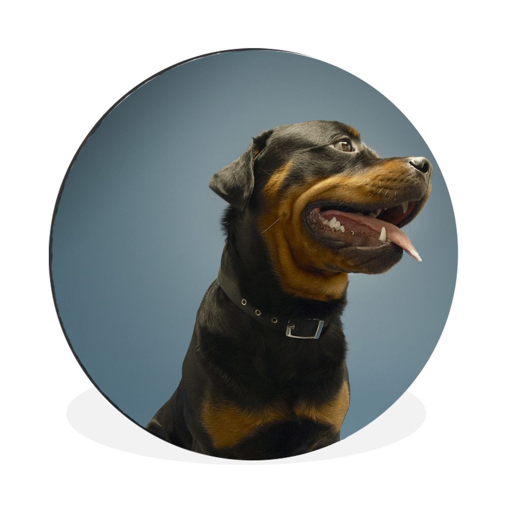 MuchoWow Aluminium Wandkreis Studiofoto eines Rottweilers auf blauem Hintergrund Ø 30 cm Wanddeko Modern Wohnzimmer - Wand Bild - Wohnzimmer - R...