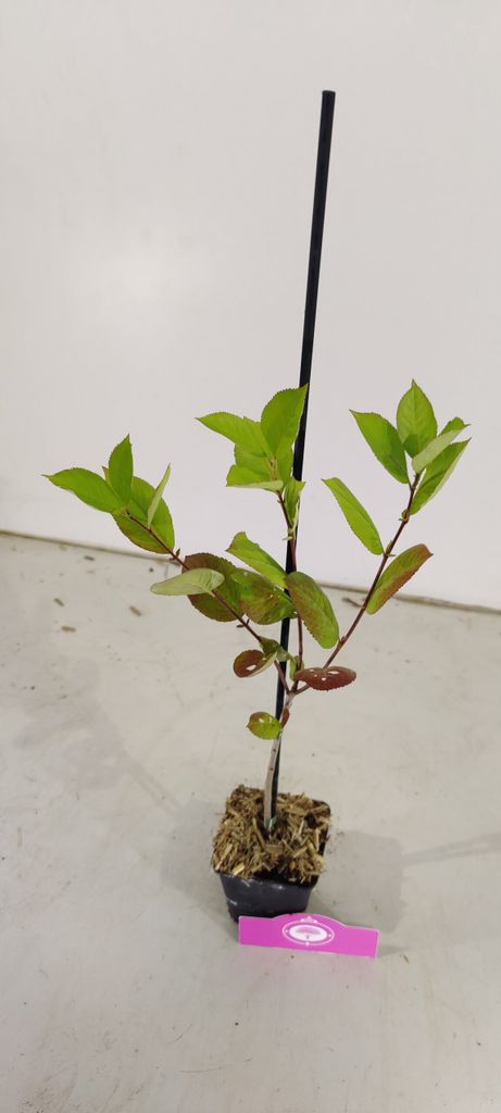 Set mit 4 schwarzen Aroniabeeren – Aronia prunifolia „Nero“ Produktbild 