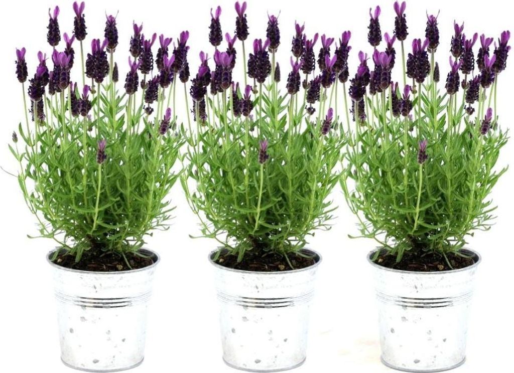 Französischer Lavendel Lavandula stoechas Anouk – Duftender Schopflavendel – 13cm Dekotopf 'Old Look' – 3 Pflanzen – Winterhart & Pflegele...
