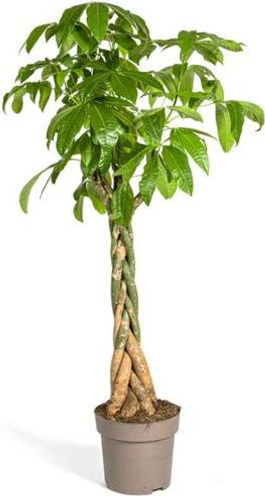 Glückskastanie Pachira Aquatica Ø30cm 170-180cm Pflegeleicht Zimmerpflanze