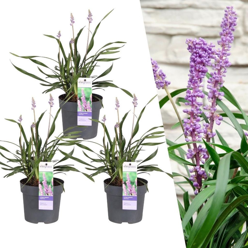 Liriope muscari 'Ingwersen' – Glöckchentraube – Immergrüne Staude – Ø14cm – 25-30cm – 3 Pflanzen– Bodendecker für Schatten & Hal...