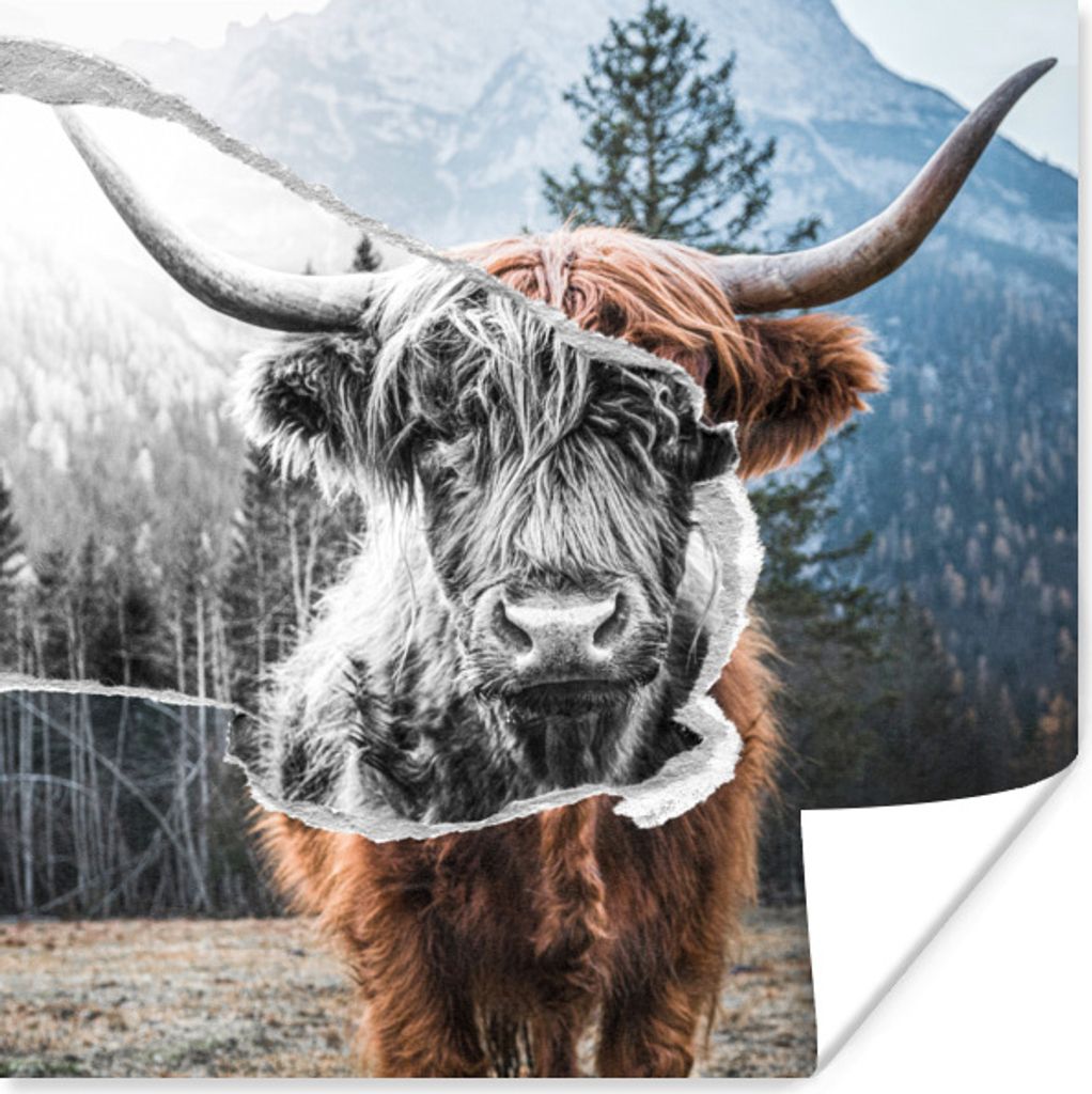 MuchoWow Poster Tiere - Schottischer Highlander - Stier 30x30 cm - Wandposter - Printing