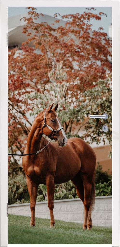 MuchoWow Türtapete Selbstklebende Türfolie Pferd - Baum - Halfter 85x205 cm Türposter Türaufkleber Klebefolie Türklebefolie - Türverzierung...