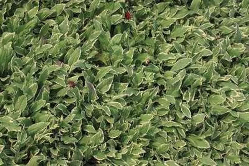 Knautia macedonica pour jardin sec - 6 Fleurs de veuve Thunder 9x9 cm