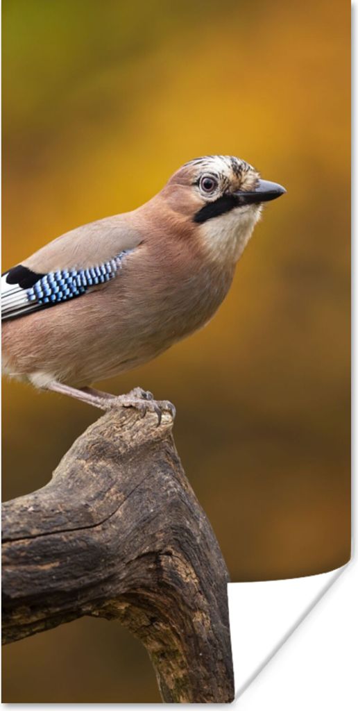 MuchoWow Poster Vogel - Zweig - Eichelhäher 75x150 cm - Dekoration für die Wände