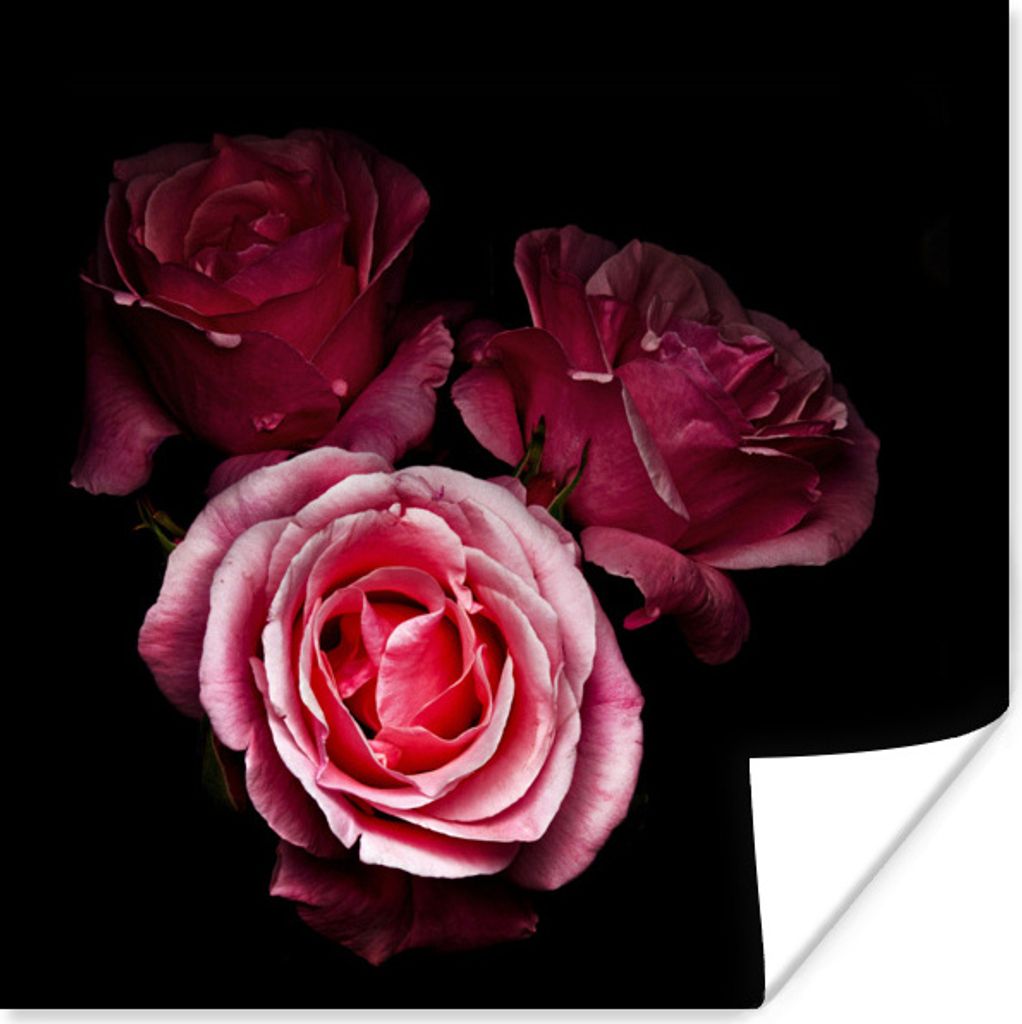MuchoWow Poster Ein Foto von rosa Rosen mit schwarzem Hintergrund 30x30 cm - Wandposter - Printing