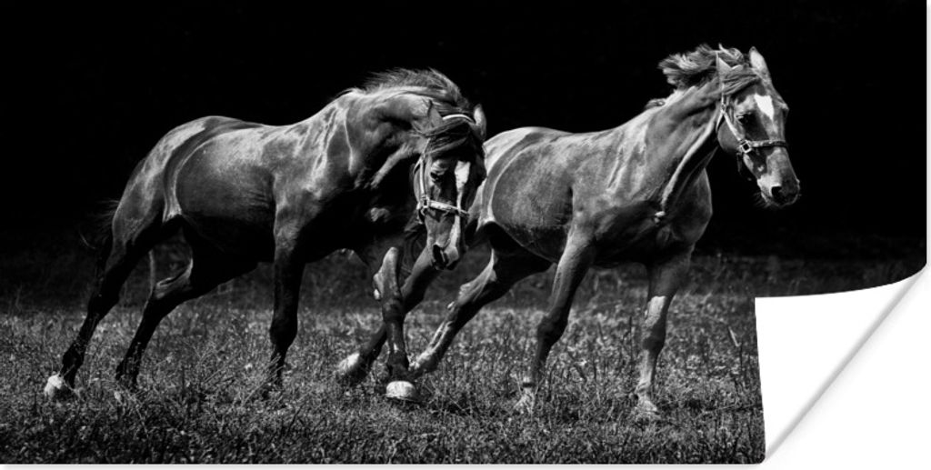 MuchoWow Poster Pferde - Gras - Schwarz - Weiß 30x20 cm - Plakate - Print