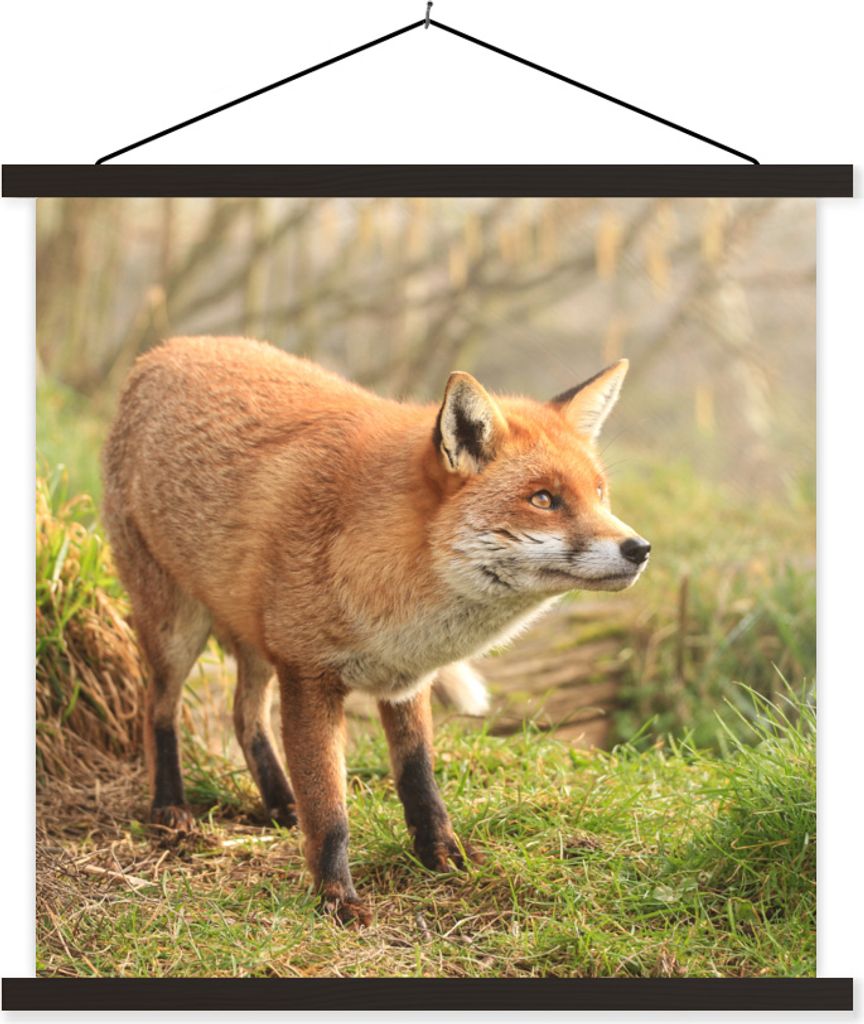 MuchoWow Textilposter Fuchs - Wald - Licht 60x60 cm mit schwarzem Rahmen - Posteraufhänger