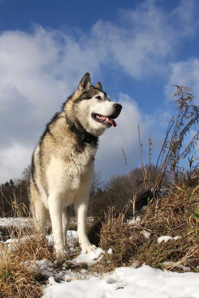 Hunde Kunstdruck Bild - Alaskan Malamute Schlittenhund (120 x 80 cm)