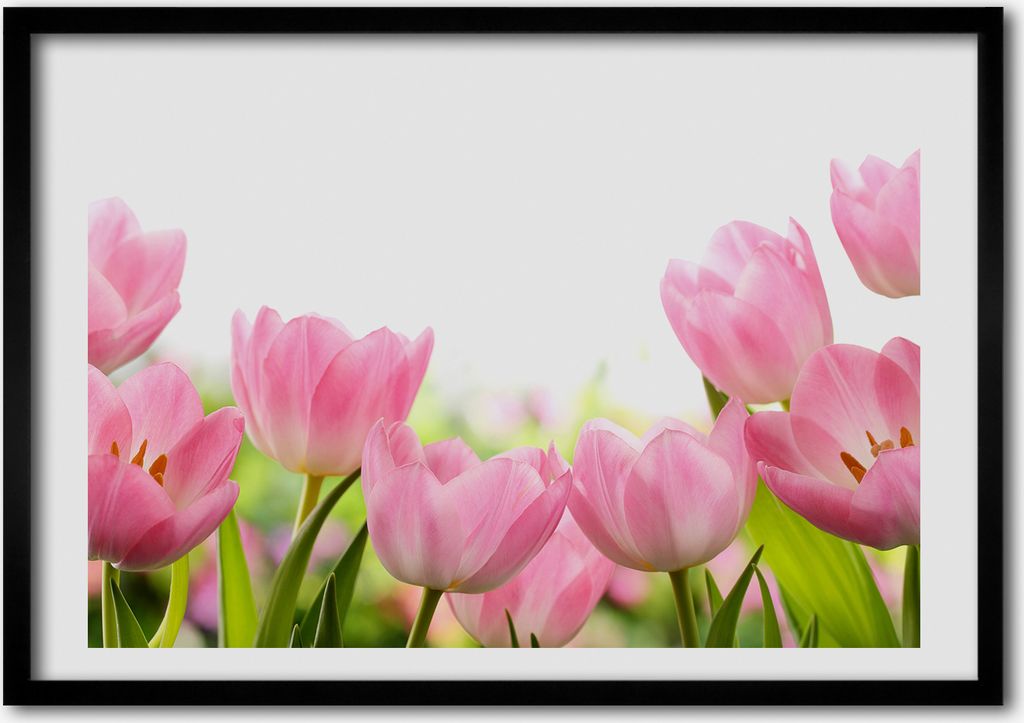 Bild - Bilderrahmen - 100 cm x 70 cm - MDF - Rahmen - Foto - Wandkunst rosa Tulpen