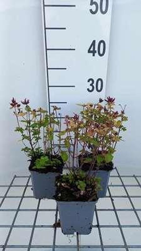6 x Origanum vulg. 'Thumble's Variety' - Origanum - Topf 9 x 9 cm