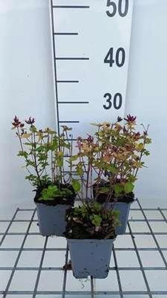 Plante aromatique Origan doré Thumble's Variety - Lot de 6 godets 9cm