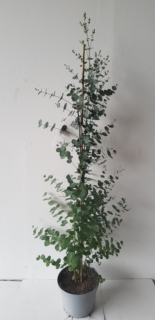 Eucalyptus gunii, Zylinder-Eukalyptus, Höhe inklusive Topf: Produktbild 
