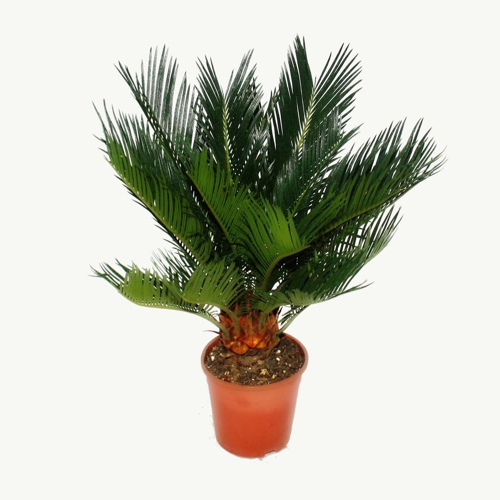 Cycas revoluta – japonská palmovitá kapradina s cibulkou – Obrázek produktu 