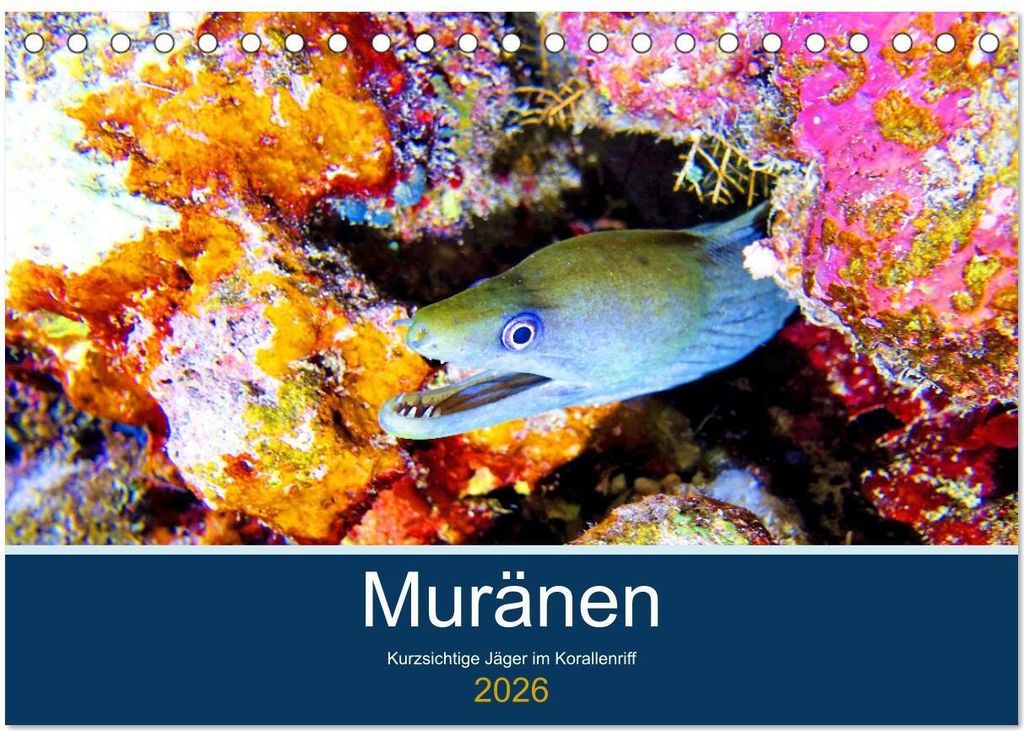 Muränen - Kurzsichtige Jäger im Korallenriff (Tischkalender 2026 DIN A5 quer), CALVENDO Monatskalender