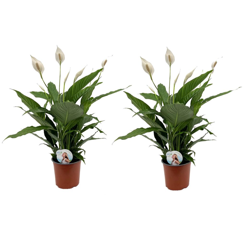 plant in a box - spathiphyllum - 2er set - einblatt zimmerpflanze - topf  17cm - höhe 60-75cm - luftreinigende zimmerpflanze