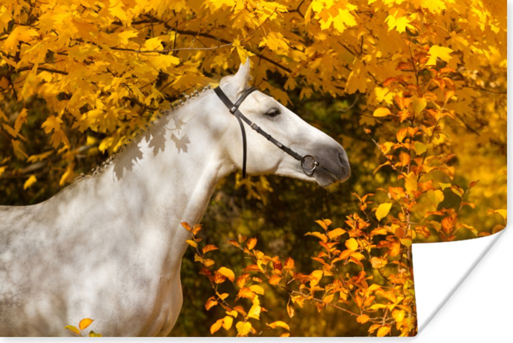MuchoWow Poster Pferd - Laub - Herbst 60x40 cm - Schlafzimmerdekoration
