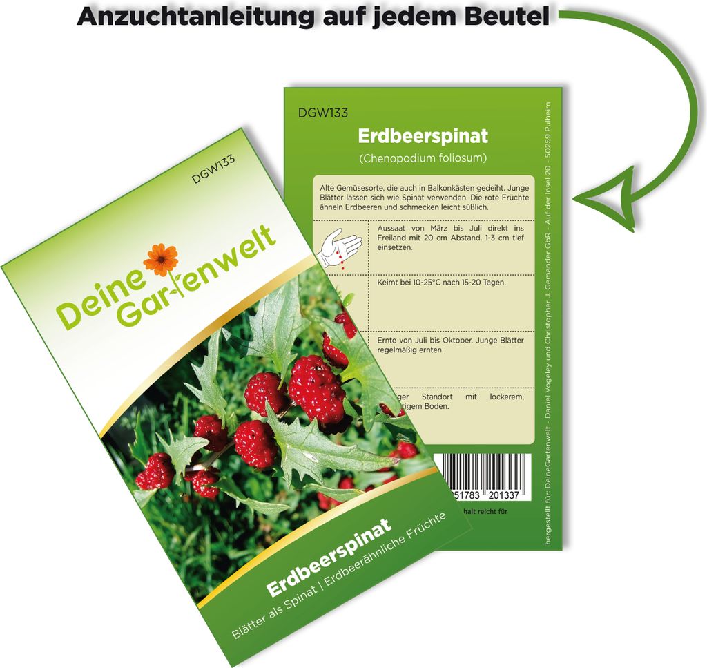 Erdbeerspinat  Samen - Chenopodium foliosum - Produktbild 3