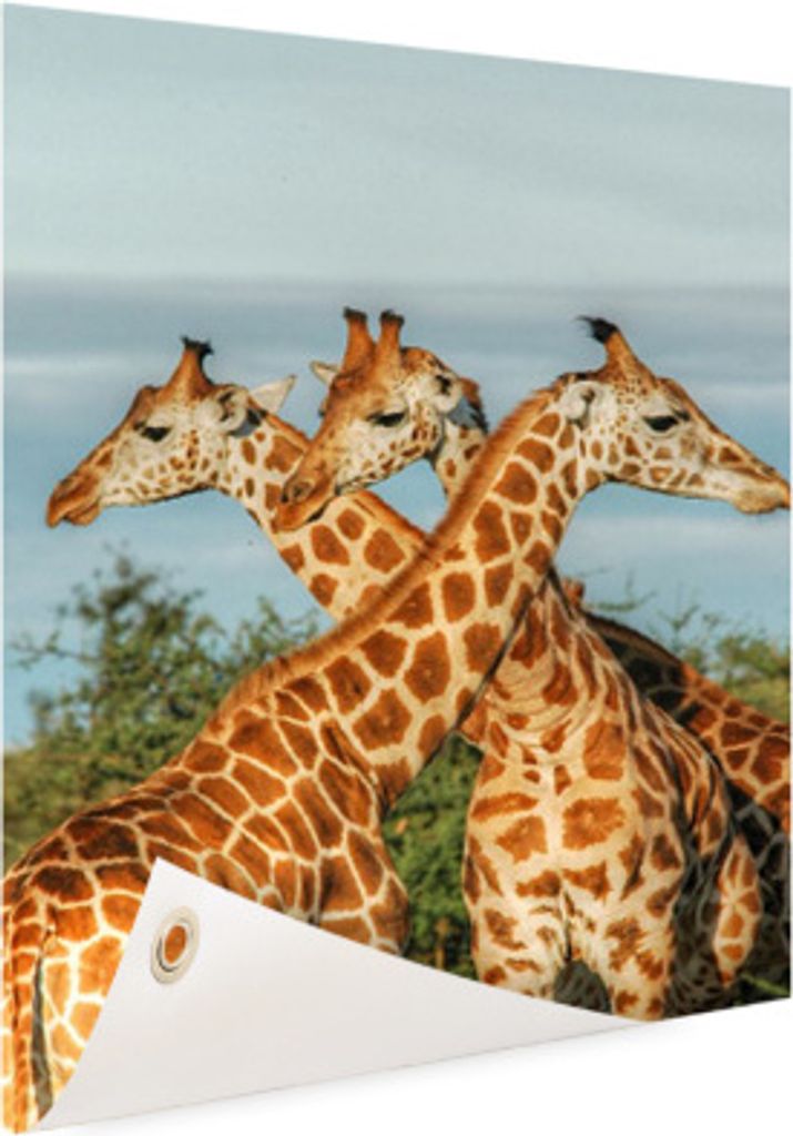 MuchoWow 80x120 cm Outdoor-Poster Gartendeko Sichtschutz Garten Poster für den Garten Giraffen - Luft - Tiere