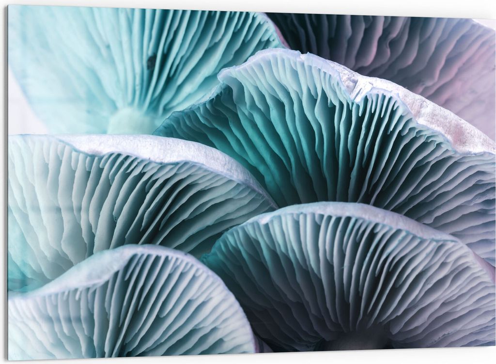 DEQORI Küchenrückwand Glas 60x40 cm 'Leuchtende Pilzlamellen' Spritzschutz Bad Rückwand