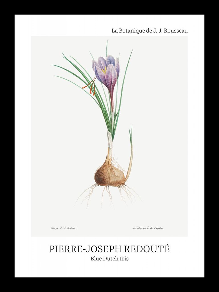 Poster 13x18cm Design Blaue Holländische Iris, Redoute Vintage für das Wohnzimmer