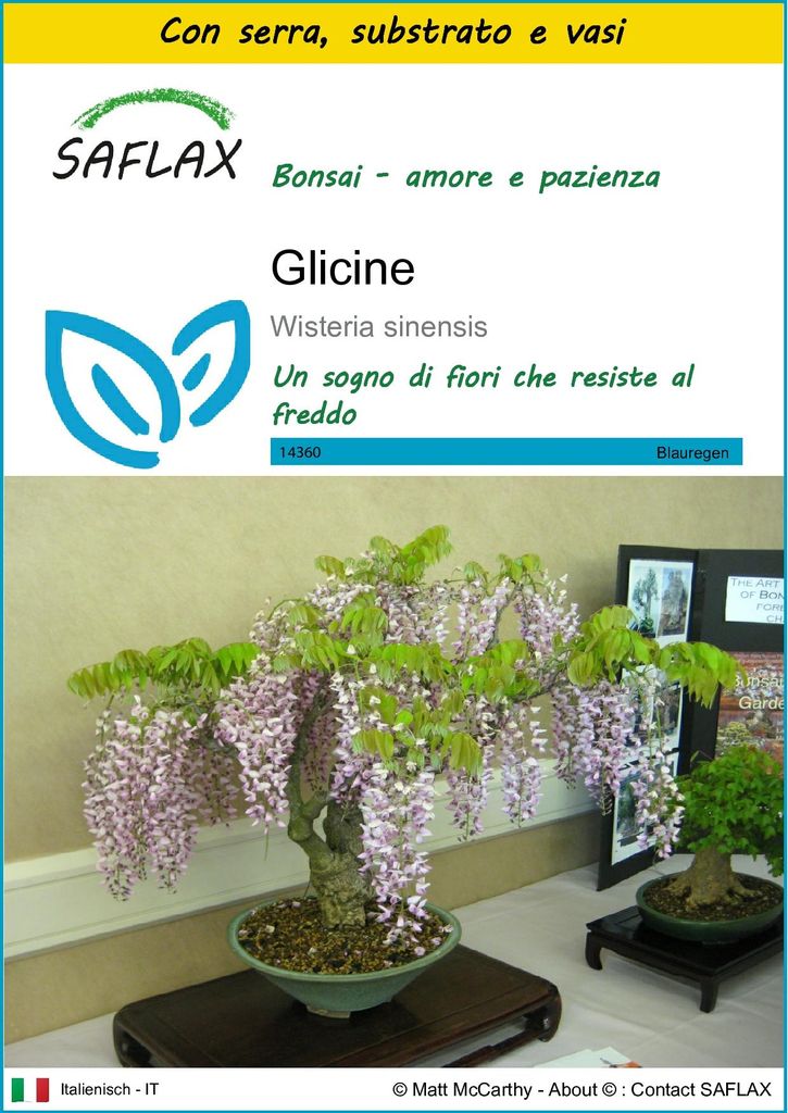 SAFLAX Insieme di coltivazione - Glicine - 4 semi - Immagine del prodotto 