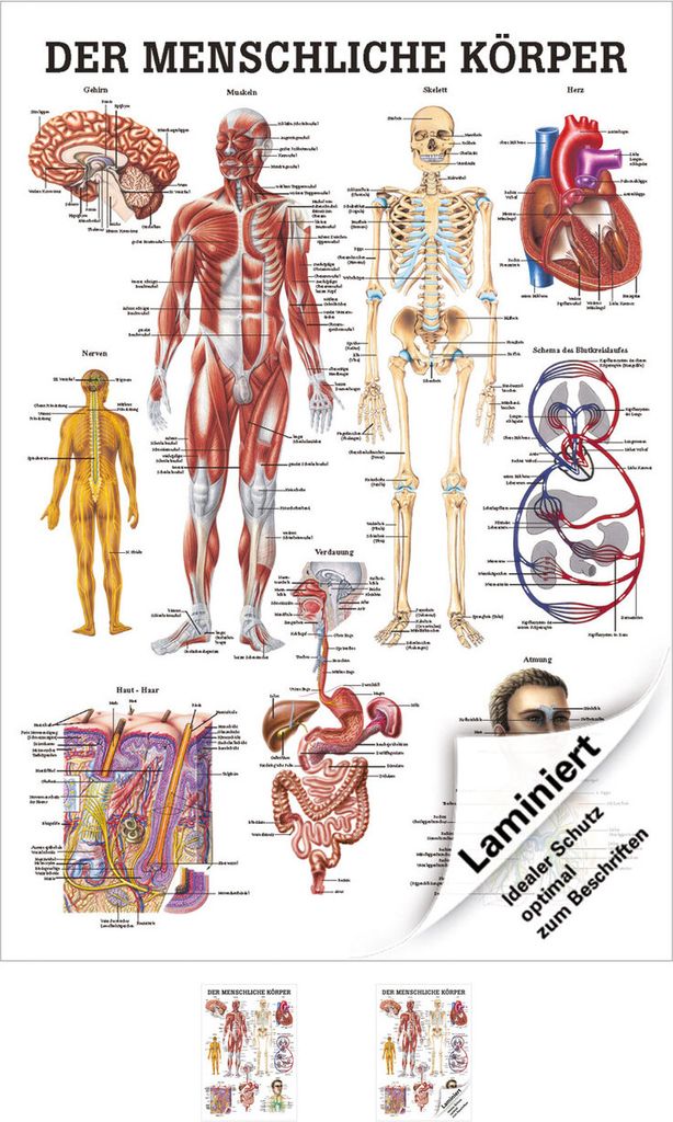 Der menschliche Körper Mini-Poster Anatomie 34x24 cm Produktbild 