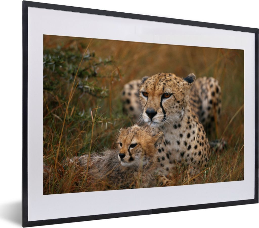MuchoWow® MuchoWow® Gerahmtes Poster Geparden sitzen Produktbild 