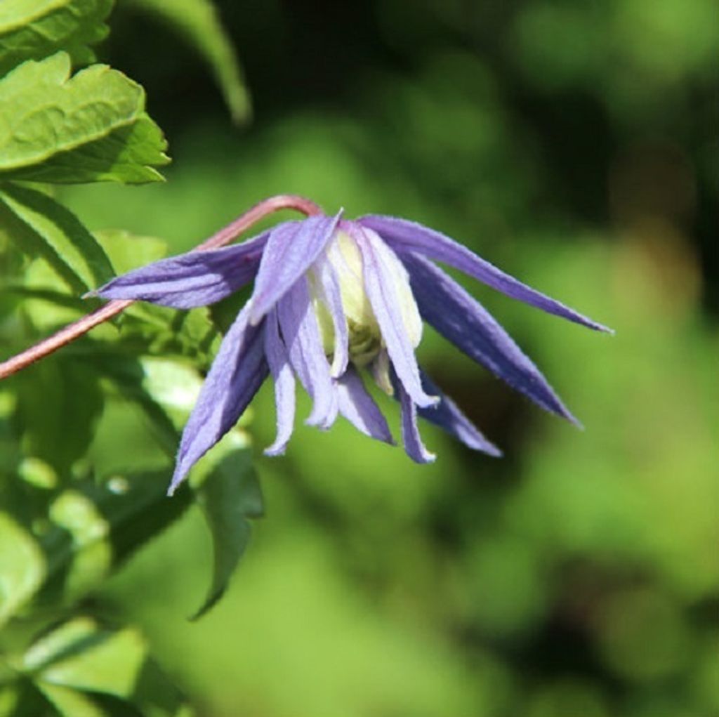 2 x Waldrebe alpina - Clematis alpina 'Frances Rivis' | 50-60 cm in Container