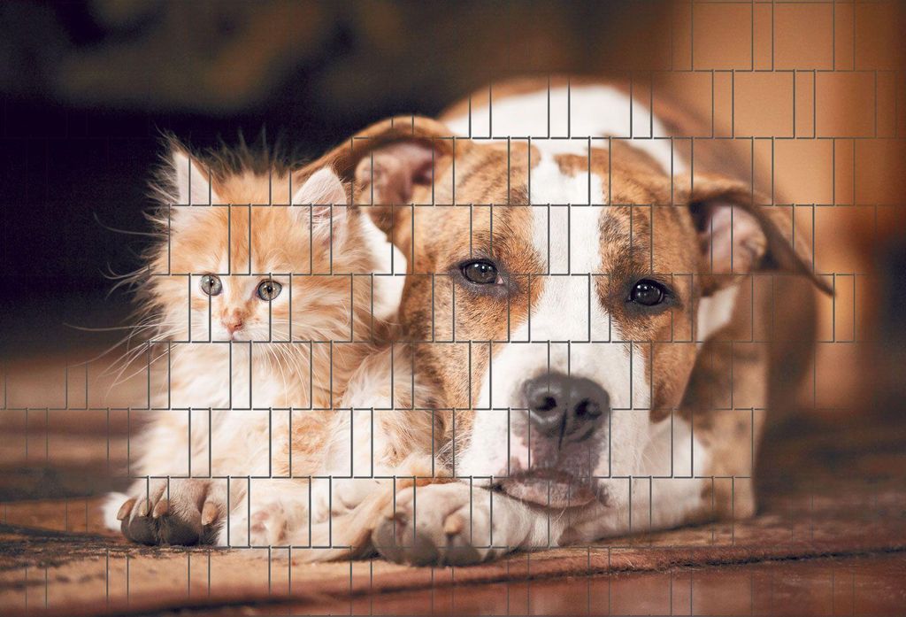 Bedruckter Sichtschutz HUND & KATZE Zaun Sichtschutzstreifen 2,5m x 1,8m