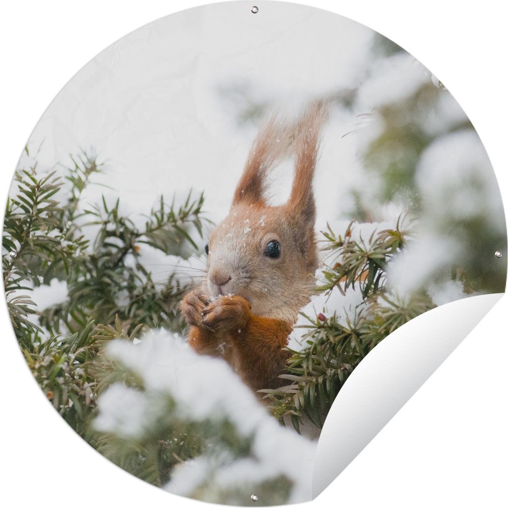 MuchoWow Gartenposter Outdoor-Poster Rund Eichhörnchen - Kiefer - Schnee Ø 90 cm Gartendeko Rundes Poster draußen