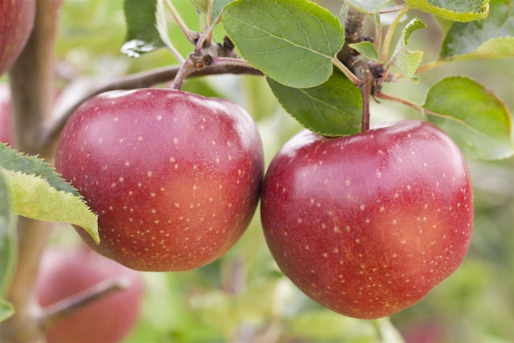 Malus 'Jonagold', Apfelbaum, 40 cm Stammhöhe