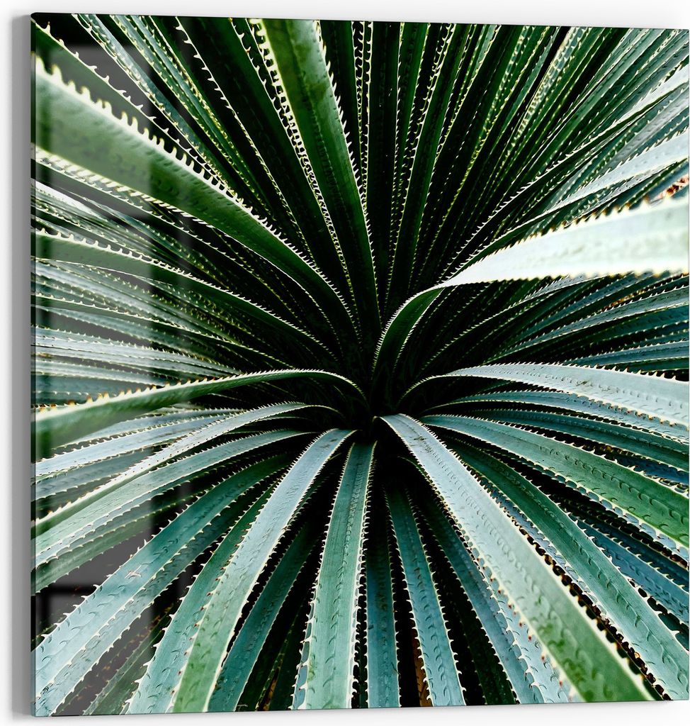DEQOART Magnettafel Glas 30x30 cm 'Agave im Fokus' beschreibbar Whiteboard Pinnwand Küche