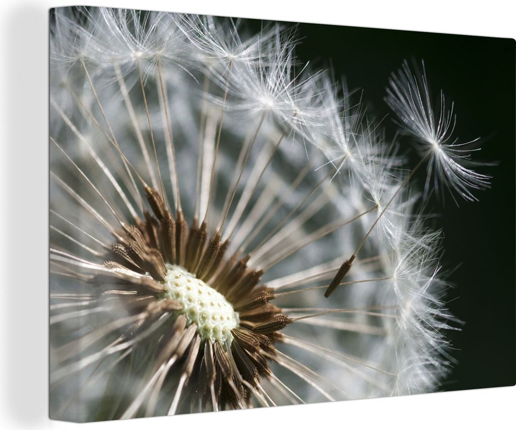 OneMillionCanvasses - Leinwandbilder - 140x90 cm, Löwenzahnsamen verweht, Wandbilder Kunstdruck Wanddekoration - Foto auf Leinwand - Gemälde au...