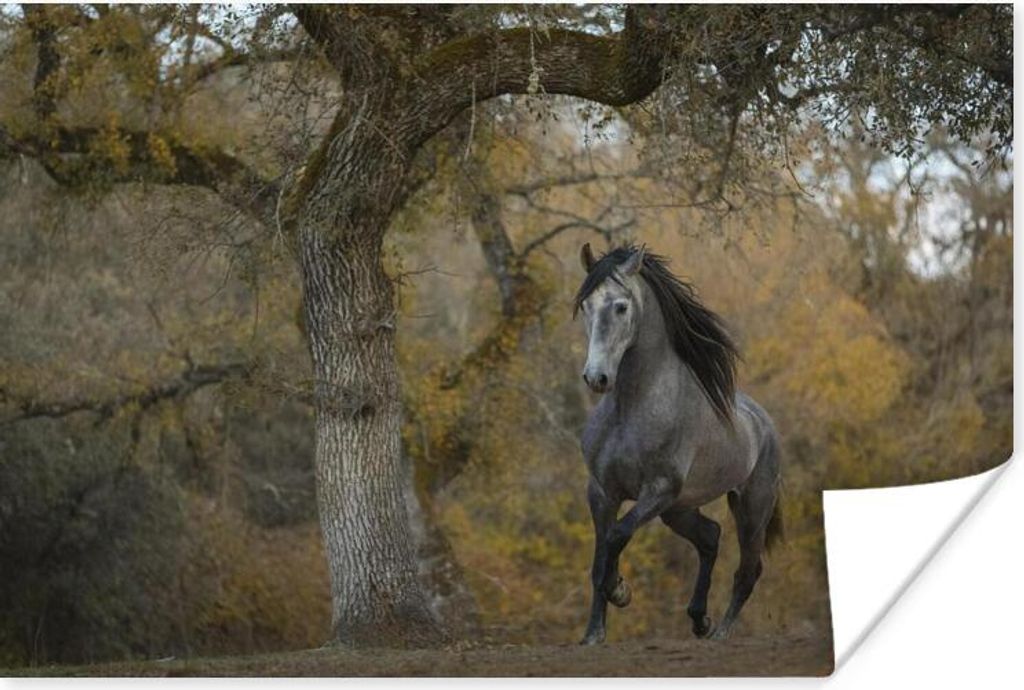 MuchoWow Poster Pferd - Baum - Herbst - Andalusier 120x80 cm - Bilder