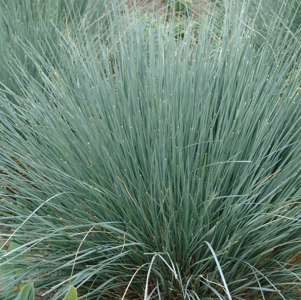 6 x Blaustrahlhafer - Helictotrichon sempervirens  | Topf Produktbild 
