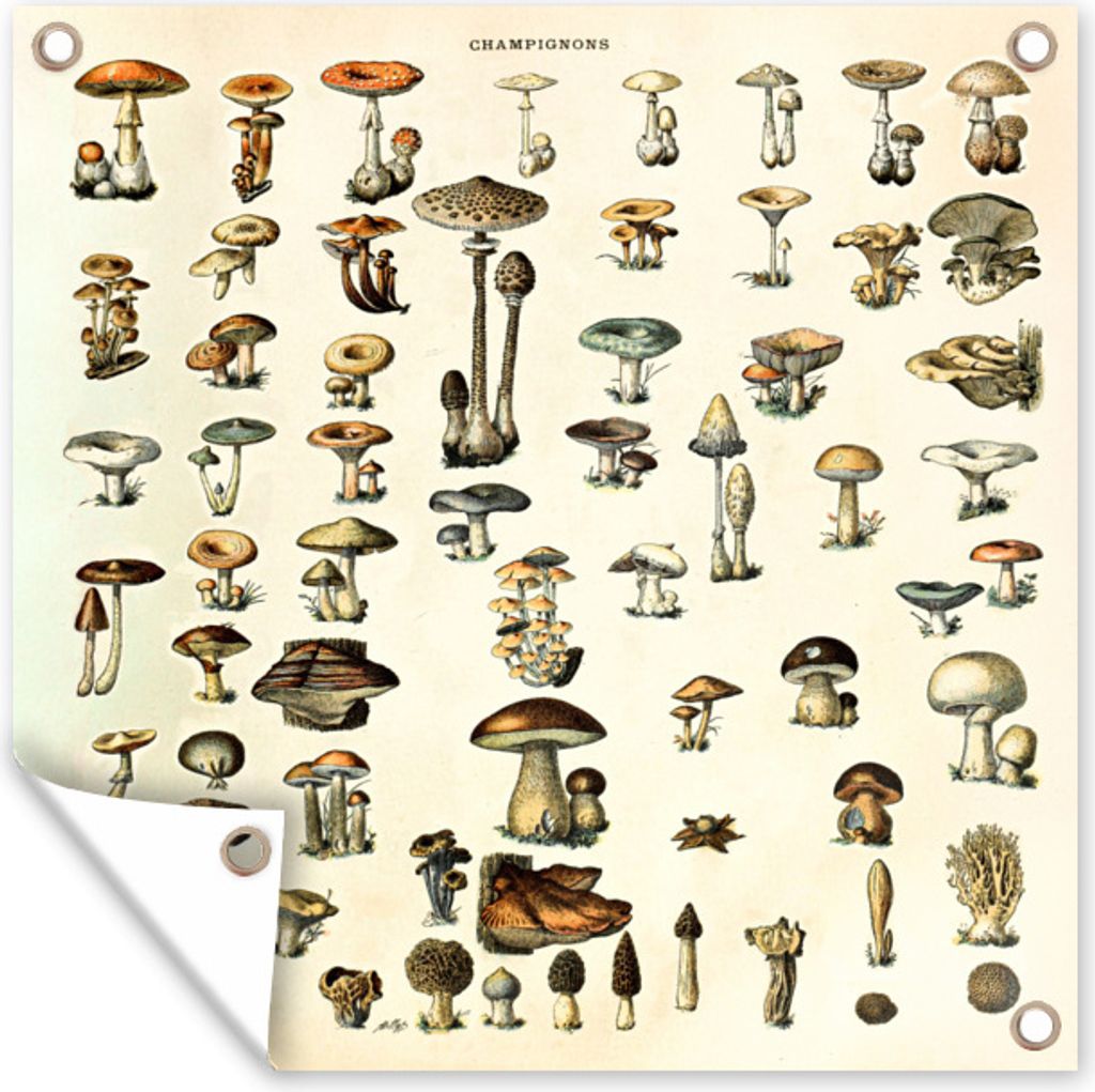 MuchoWow 100x100 cm Outdoor-Poster Gartendeko Sichtschutz Garten Poster für den Garten Pilz - Herbst - Jahreszeiten - Vintage - Adolphe Millot ...