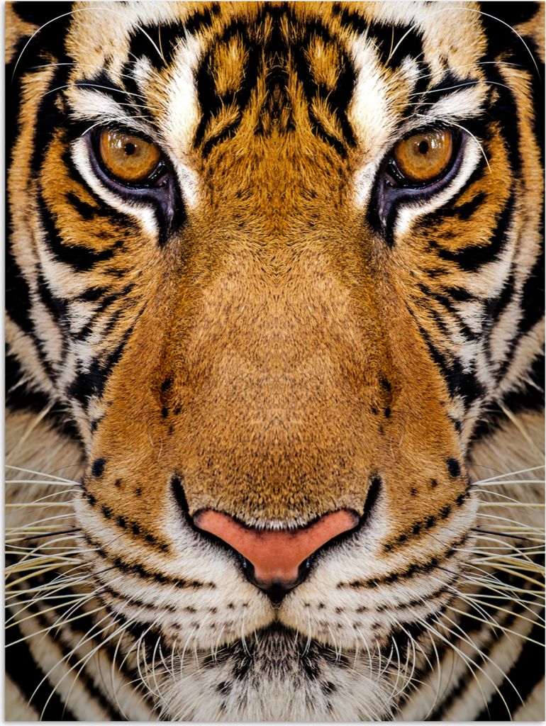 MuchoWow Poster Tiger - Tiere - Kopf 90x120 cm - Wohnzimmer