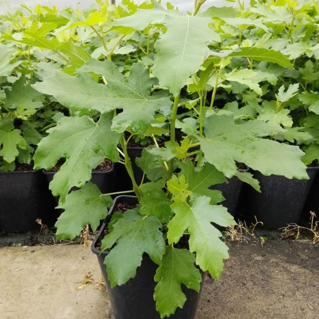 Feigenbaum Gustissimo Perretta großfruchtig birnenförmig 40-80 cm im 3-5 Liter Topf