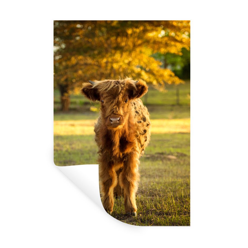 MuchoWow Wandtattoo Wandsticker Wandaufkleber Schottischer Highlander - Kalb - Herbst 60x90 cm Selbstklebend und Repositionierbar - Sticker - Dek...