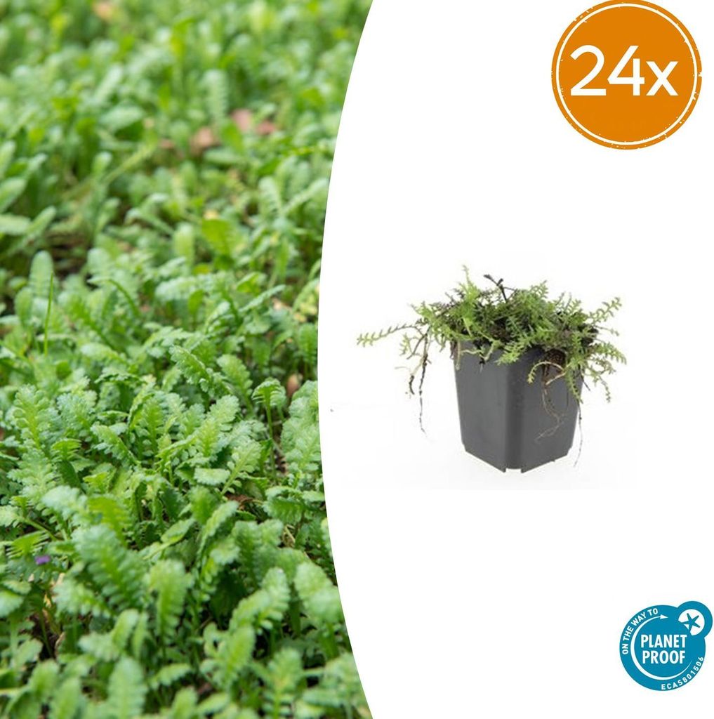 Leptinella squalida – Bodendecker – 24 Pflanzen – Ø9cm – 10–25cm – Immergrün & trittfest – Für Schatten & feuchte Standorte –...