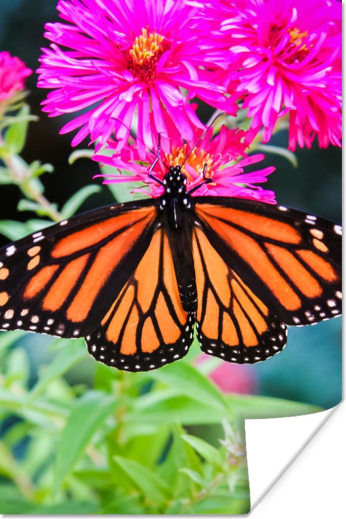 MuchoWow Poster Schmetterling - Botanisch - Blume 80x120 cm - Papierdruck