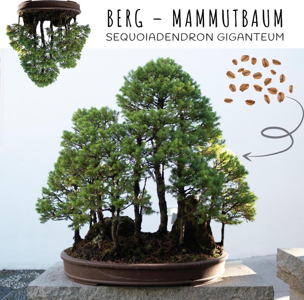 kapokbaum bonsai Bonsai Forest Combo deal! - 5-year-old indoor Bonsai