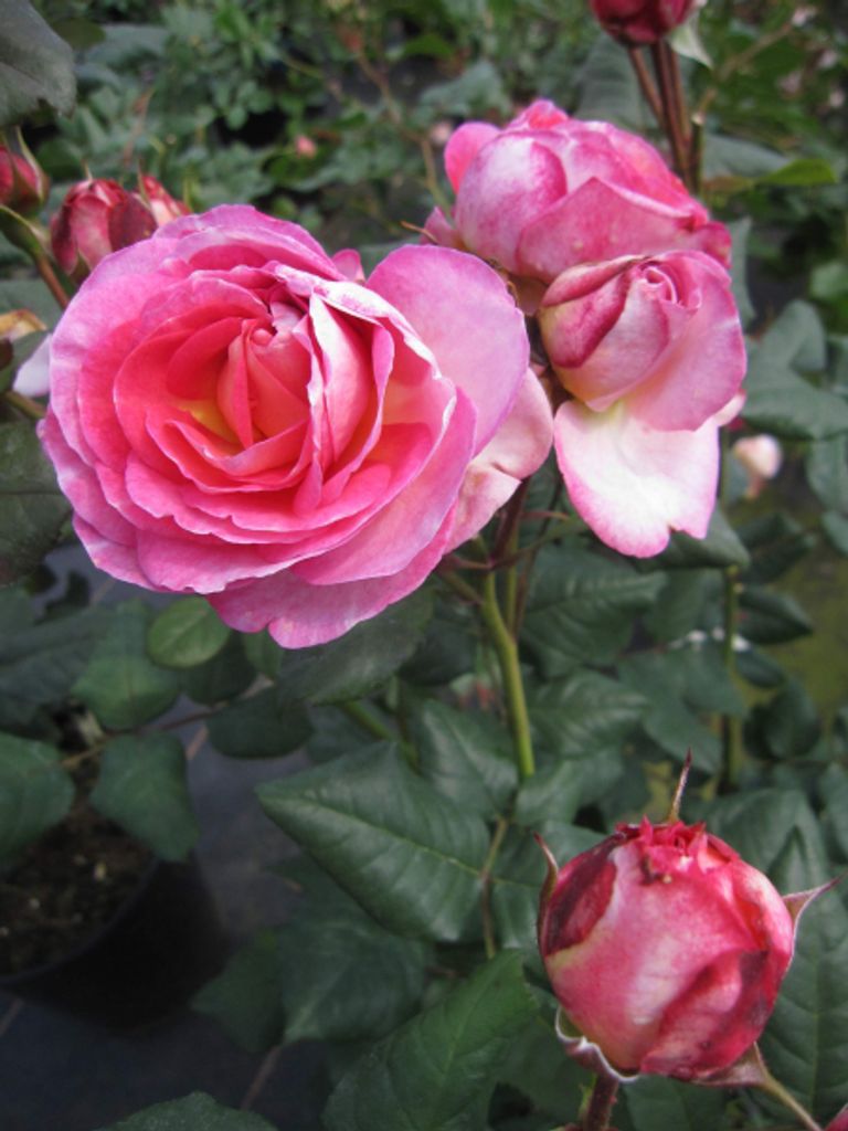 Rosa Mme de Stael - Beetrose Madame de Stael - Guillot Rose - Generosa