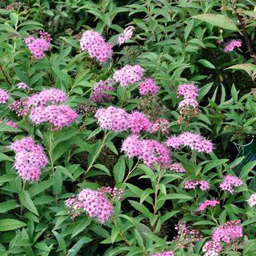 2 x Sommerspiere 'Shirobana') - Spiraea japonica 'Genpei' (= 'Shirobana') | 25-30 cm in Container