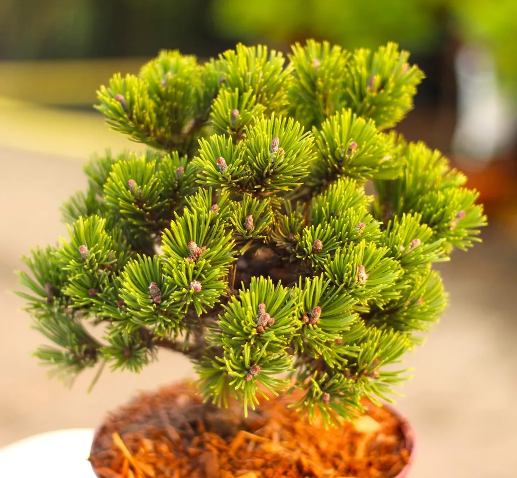 Pinus mugo Sherwood Compact - Pin de montagne nain persistant 20-25 cm
