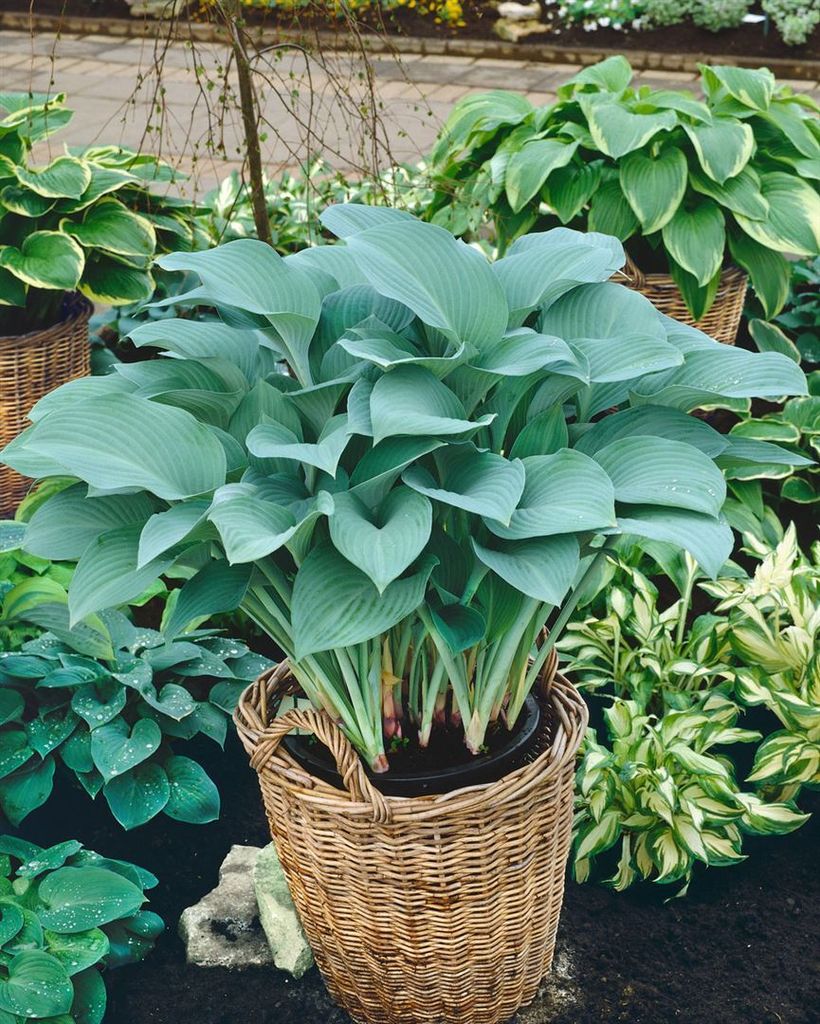Hosta nigrescens 'Krossa Regal', Funkie, grün, ca. 11x11 cm Topf